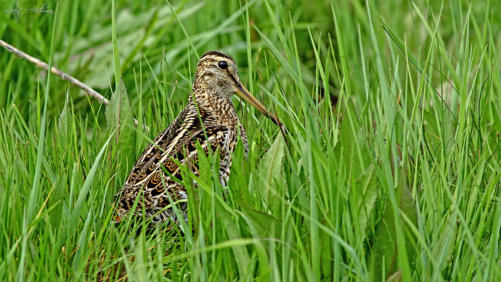 Great Snipe